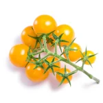 Semenarna Semen Koktajl Paradižniki ChickF1