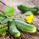 Semenarna Semen Kumare Za Vlaganje Solon F1