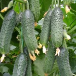 Semenarna Semen Kumare Za Vlaganje CapriCorn F1