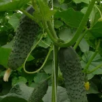 Semenarna Semen Kumare Za Vlaganje Hercules F1