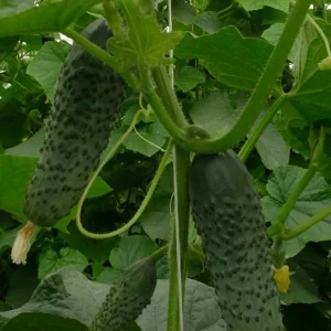 Semenarna Semen Kumare Za Vlaganje Hercules F1