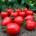 Semenarna Semen Ovalni Paradižnik Pelati Marcus F1