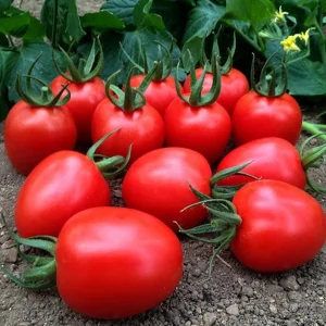 Semenarna Semen Ovalni Paradižnik Pelati Marcus F1