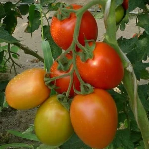 Semenarna Semen Ovalni Paradižnik Pelati Millonety F1