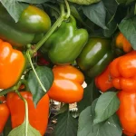 Semenarna Semen Paprika Babura Clementine F1